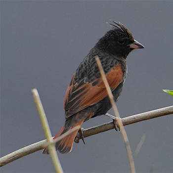 Crested Bunting