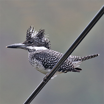 Crested Kingfisher