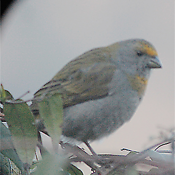 Crimson-browed Finch