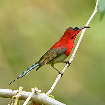 Crimson Sunbird