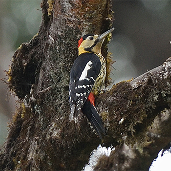 Darjeeling Woodpecker