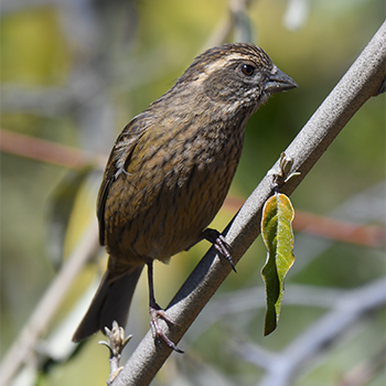 Dark-rumped Rosefinch