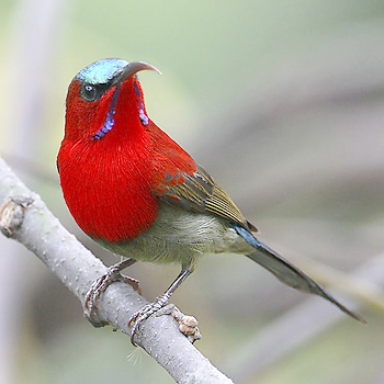 Crimson Sunbird