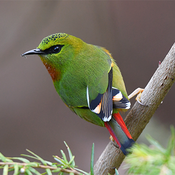 Fire-tailed Myzornis