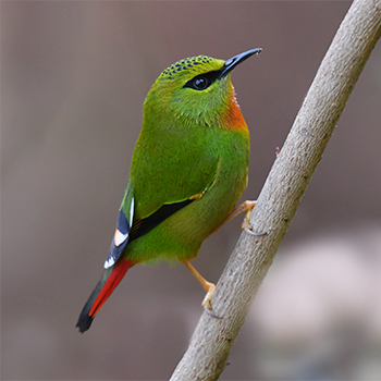 Fire-tailed Myzornis