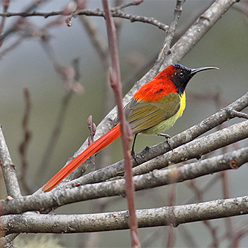 Fire-tailed Sunbird