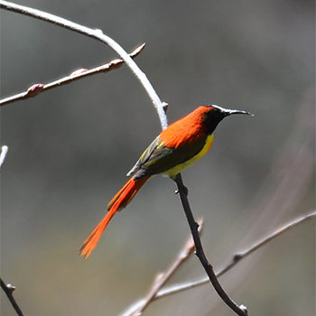 Fire-tailed Sunbird