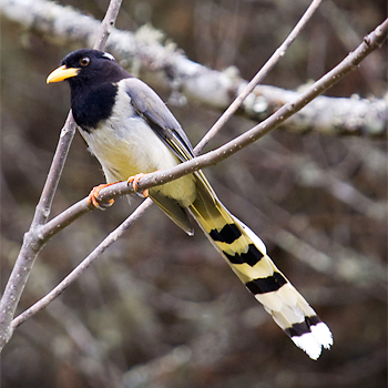 Yellow-billed Blue-magpie
