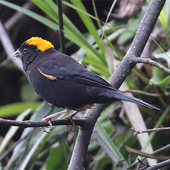 Gold-naped Finch