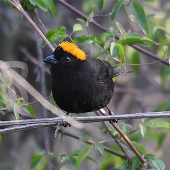 Gold-naped Finch