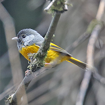 Golden-breasted Fulvetta