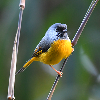 Golden-breasted Fulvetta