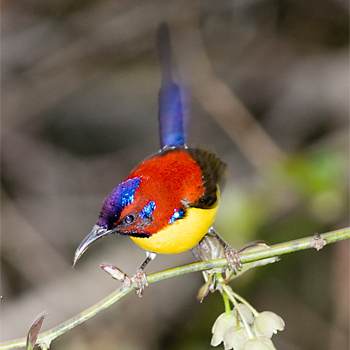 Gould's Sunbird