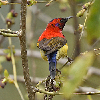 Gould's Sunbird
