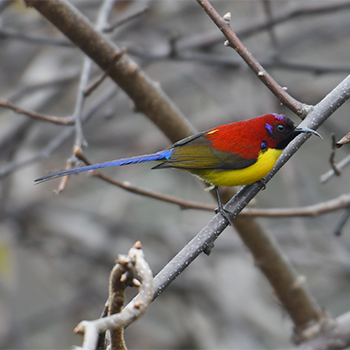 Gould's Sunbird