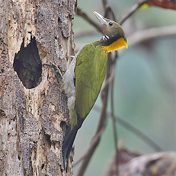Greater Yellownape