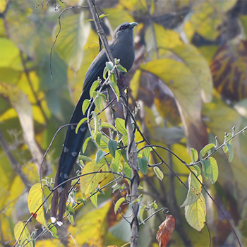 Green-billed Malkoha