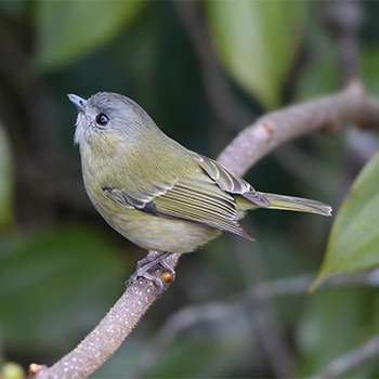Green Shrike-babbler