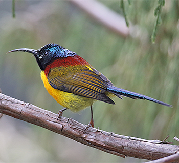 Green-tailed Sunbird