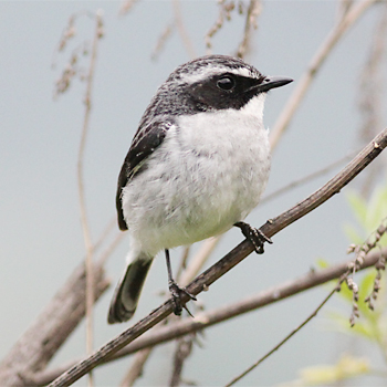 Grey Bushchat