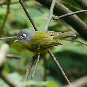 Grey-cheeked Warbler