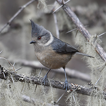 Grey-crested Tit