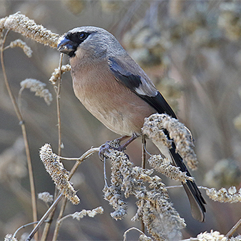 Grey-headed Bullfinch