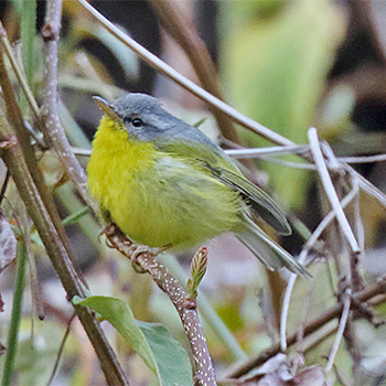 Grey-hooded Warbler