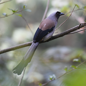 Grey Treepie
