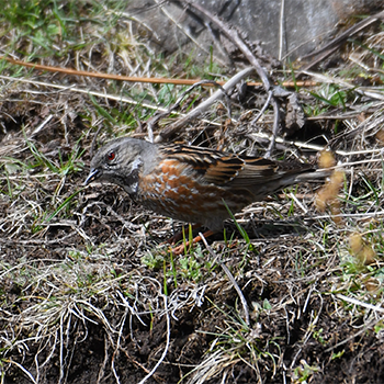 Himalayan Accentor