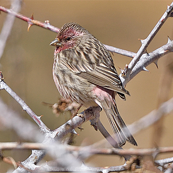 Himalayan Beautiful Rosefinch