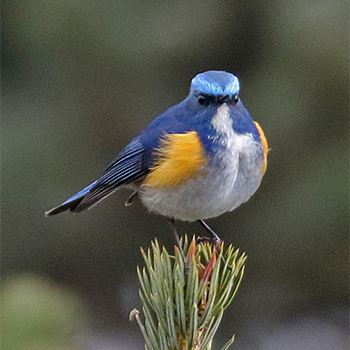 Himalayan Bluetail