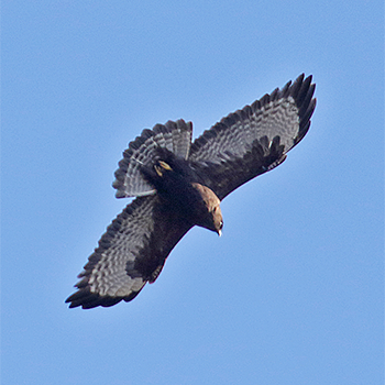 Himalayan Buzzard