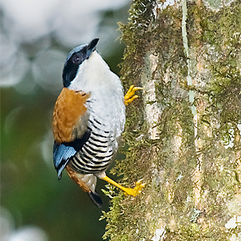 Himalayan Cutia