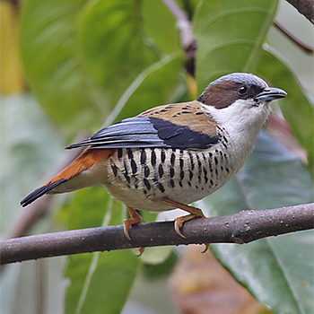 Himalayan Cutia