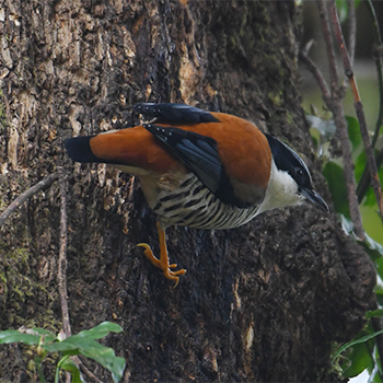 Himalayan Cutia