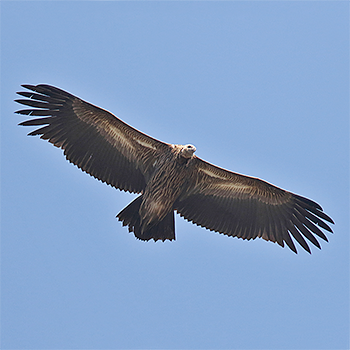 Himalayan Griffon