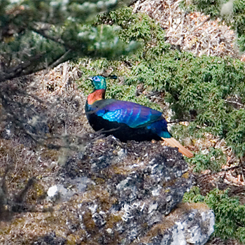 Himalayan Monal