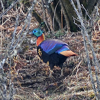 Himalayan Monal