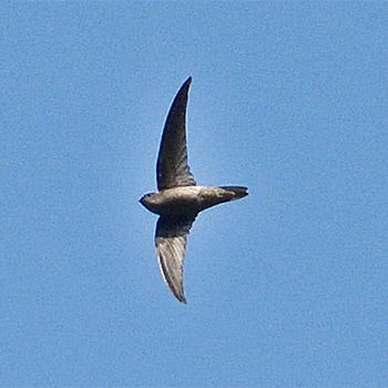 Himalayan Swiftlet