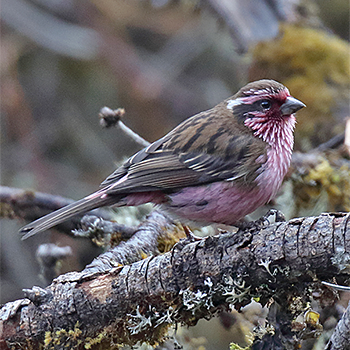 Himalayan White-browed Rosefinch
