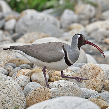 Ibisbill