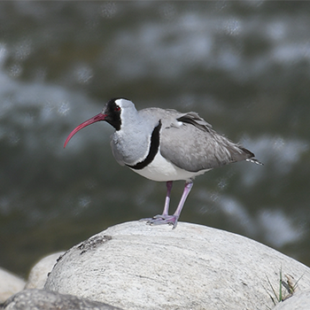 Ibisbill