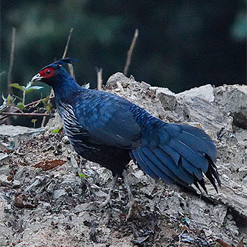 Kalij Pheasant