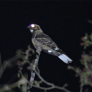Large-tailed Nightjar