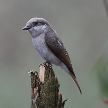 Large Woodshrike