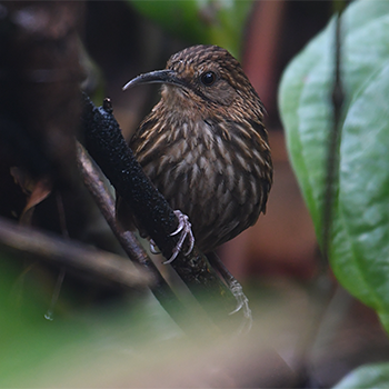 Long-billed Wren-babbler