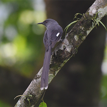 Long-tailed Sibia