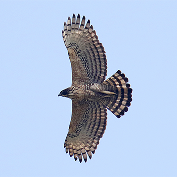 Mountain Hawk-eagle