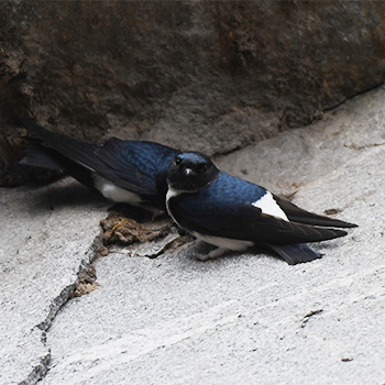 Nepal House-martin